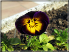 foto Fiori